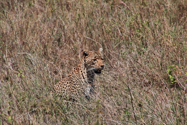 Leopard auf Safari in Kenia und Tansania, Afrika