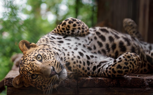 Leopard aus Sri Lanka