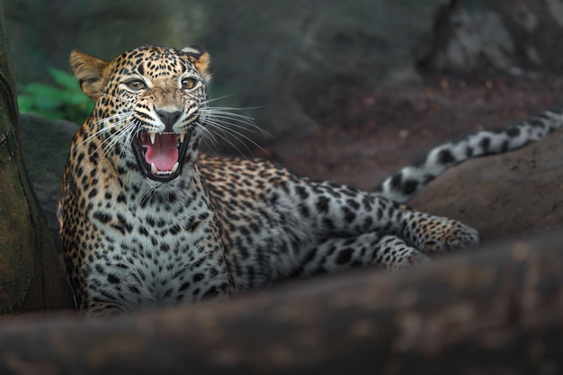 Leopard aus Sri Lanka