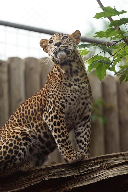 Leopard aus Sri Lanka