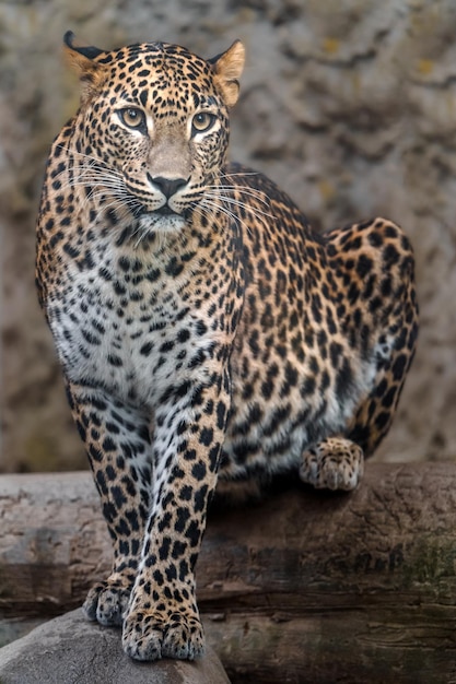 Leopard aus Sri Lanka