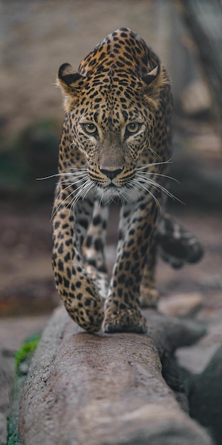 Leopard aus Sri Lanka