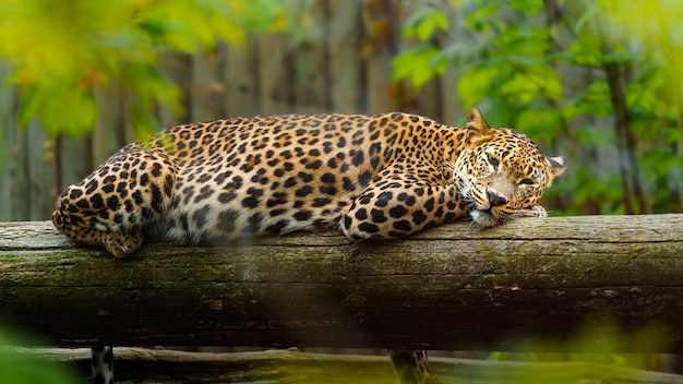 Leopard aus Sri Lanka