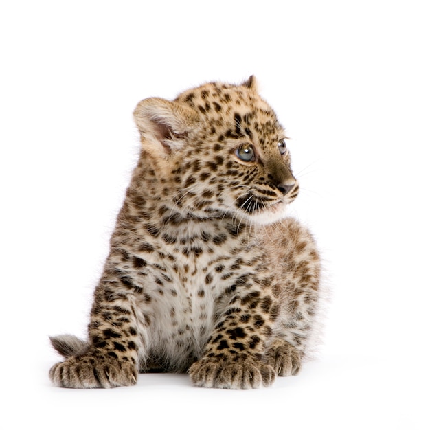 Leopard Cub delante de un fondo blanco.