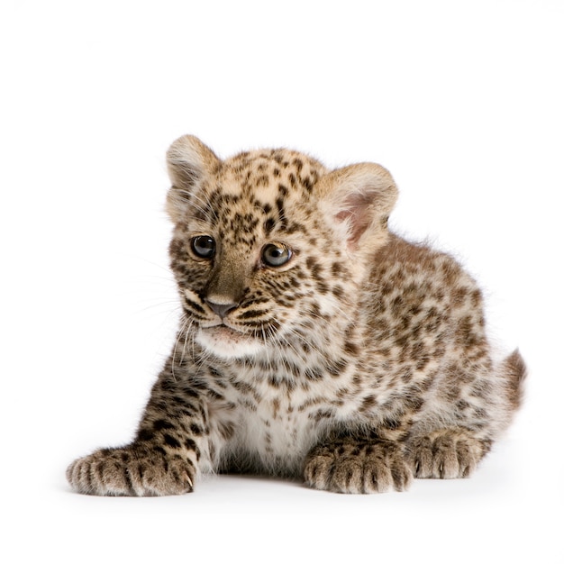Leopard Cub delante de un fondo blanco.