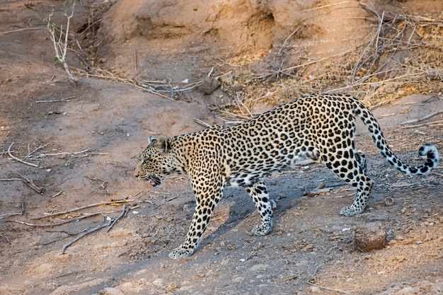 Leopard, der durch trockenes Flussbett pirscht