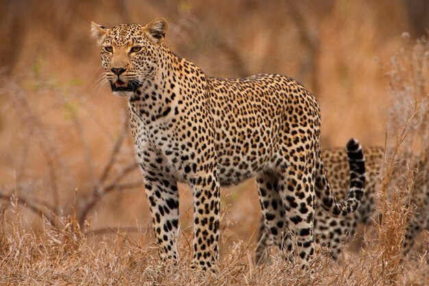 Leopard em gfield