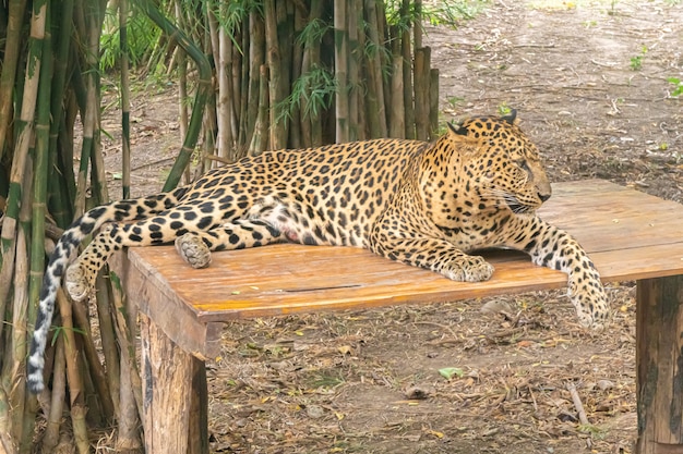 Foto leopard estava deitado no banco.