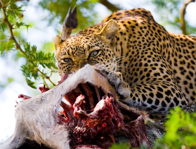 Leopard frisst Beute am Baum