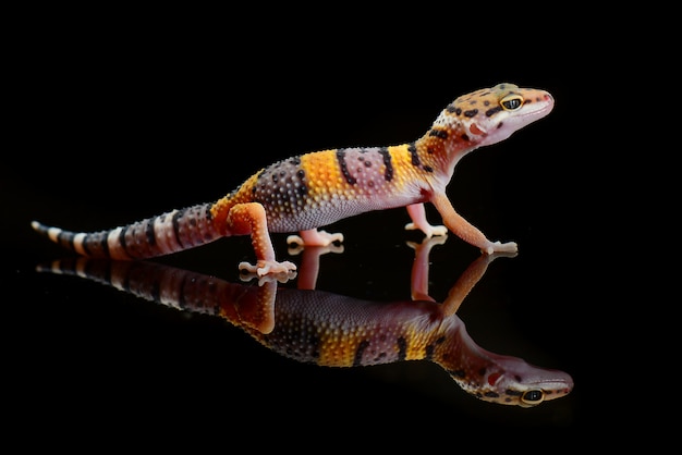 Leopard Gecko auf einer Zweignahaufnahme