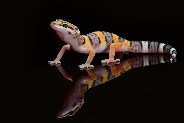 Leopard Gecko auf einer Zweignahaufnahme