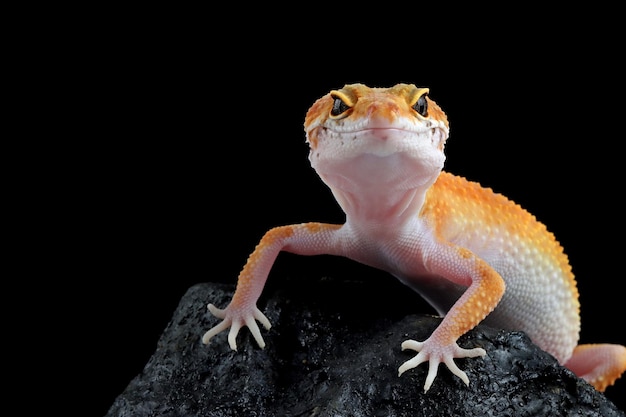 Leopard gecko closeup em pedra coral, vista frontal de Leopard gecko, Leopard gecko closeup em fundo preto