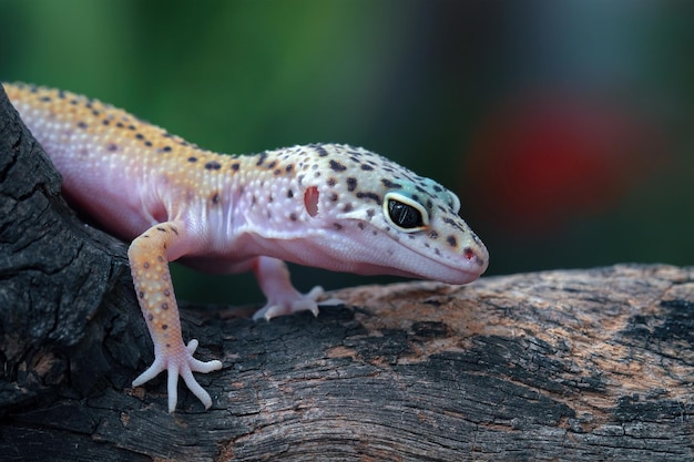 Leopard gecko closeup rosto com fundo natural Leopard gecko closeup cabeça animal closeup