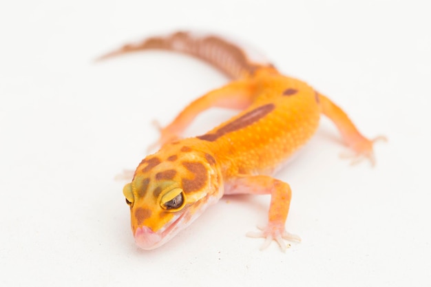 Leopard gecko, eublepharis macularius, tremper albino isolado no fundo branco