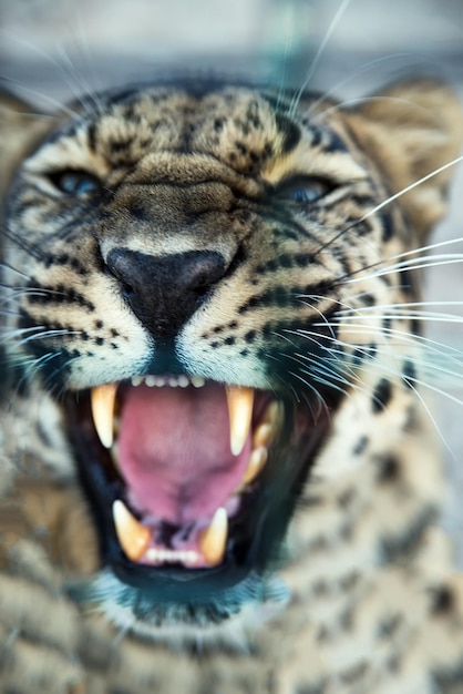 Leopard grinst und beschützt das Pfahlterritorium