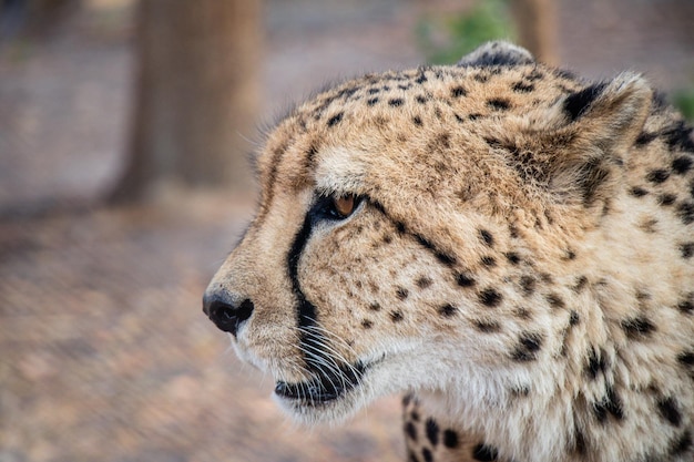 Leopard im Chaminuka National Park, Lusaka, Sambia, Wildtiere in Afrika