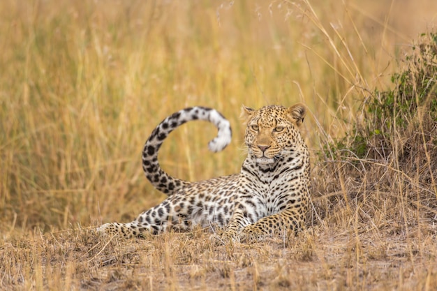 Leopard im Gras