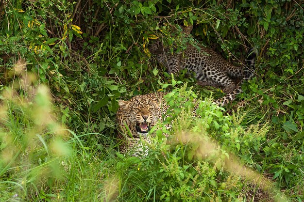 Leopard im Masai Mara Nationalpark, eine Leopardin beschützt die Kinder