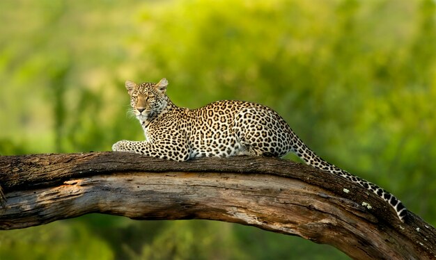 Leopard in der Serengeti National Reserve