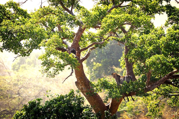 Leopard in einem Baum in Kenia