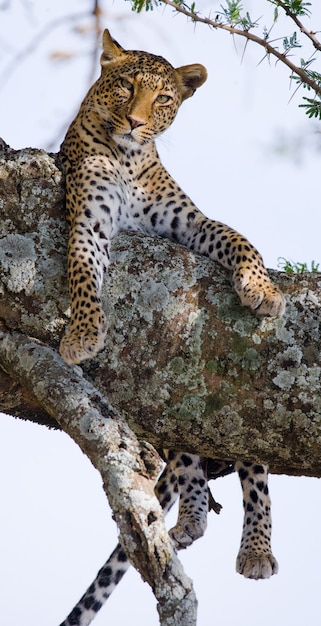 Leopard liegt auf einem Baum. Nationalpark. Kenia. Tansania. Maasai Mara. Serengeti.