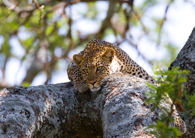 Leopard liegt auf einem Baum