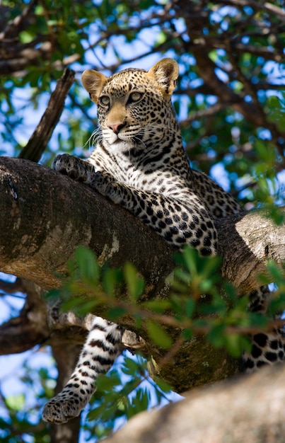 Leopard liegt auf einem Baum