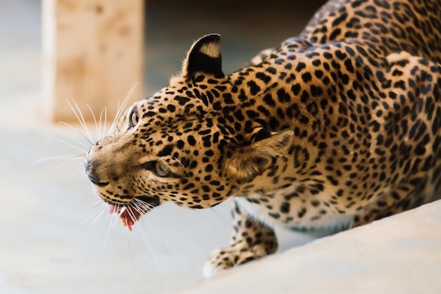 Leopard Pantera Padus Kotiya im Felsen