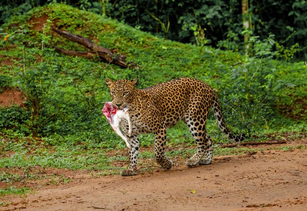 Leopard Panthera pardus kotiya com presa está caminhando ao longo de uma estrada florestal Parque Nacional Sri Lanka Yala