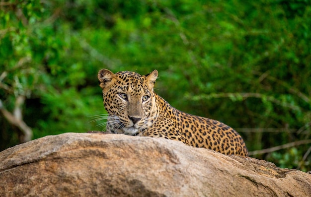 Leopard Panthera pardus kotiya liegt auf einem großen Felsen im Yala Nationalpark Sri Lanka