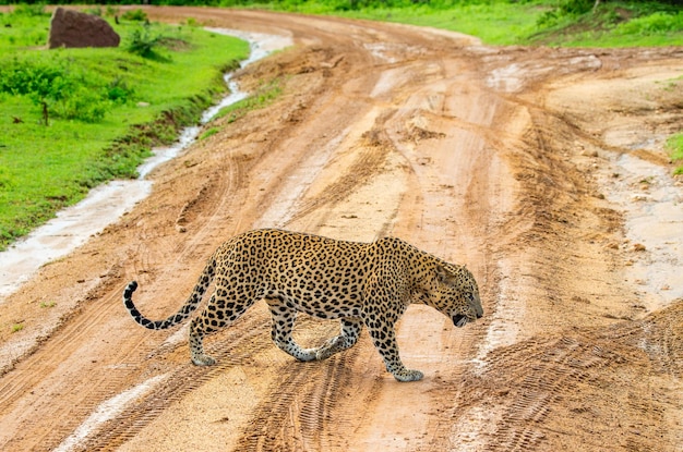 Foto leopard panthera pardus kotiya überquert die straße im yala-nationalpark sri lanka