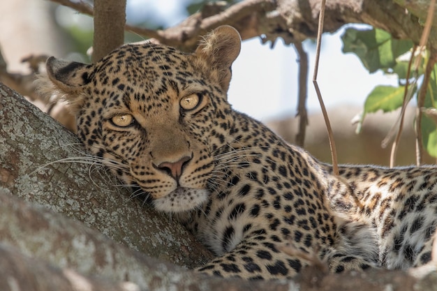 Leopard Panthera pardus