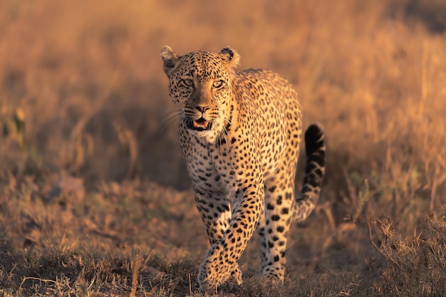 Leopard Panthera pardus