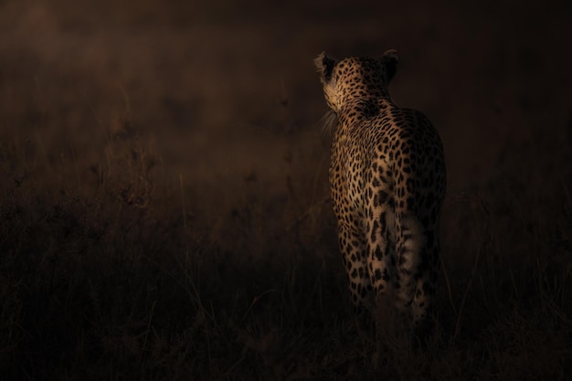 Leopard Panthera pardus