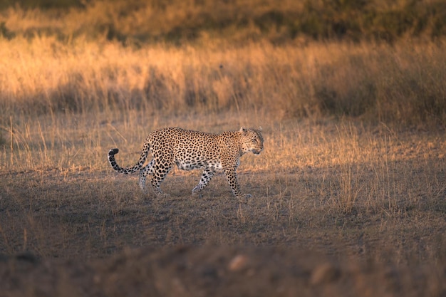 Leopard Panthera pardus