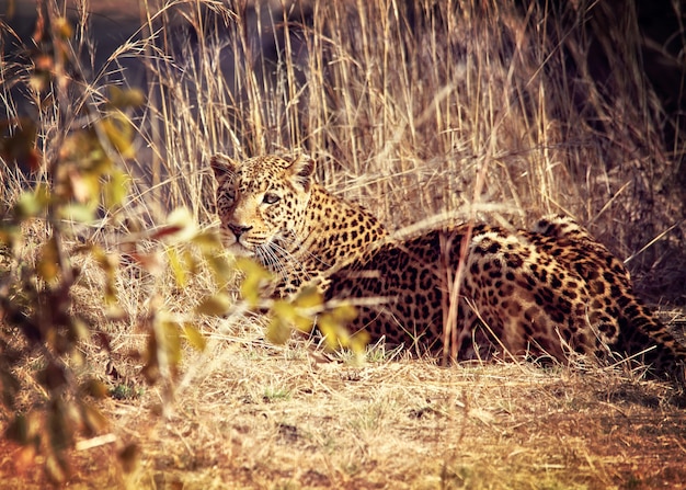 Leopard-Porträt