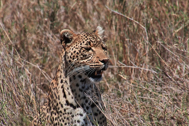 Leopard en safari en Kenia y Tanzania, África