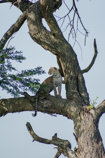 Foto leopard sitzt auf einem baum