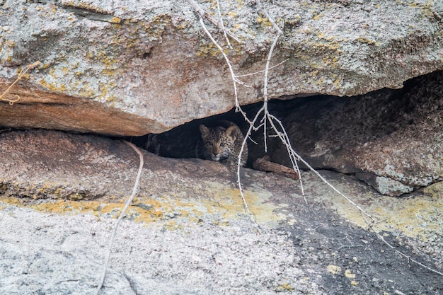 Foto leopard sitzt inmitten von felsen