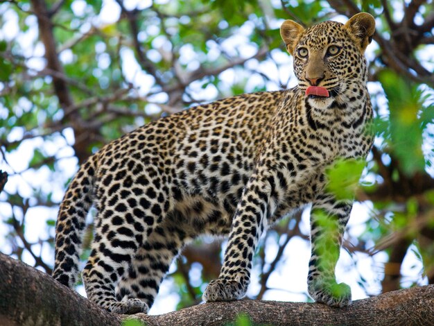Leopard steht auf dem Baum