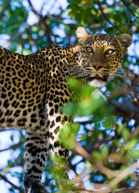 Leopard steht auf dem Baum