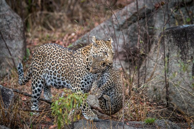 Foto leopard trägt ein junges tier im maul