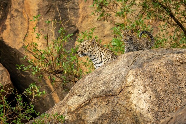 Foto leopard und junge starren aus dem felsen heraus