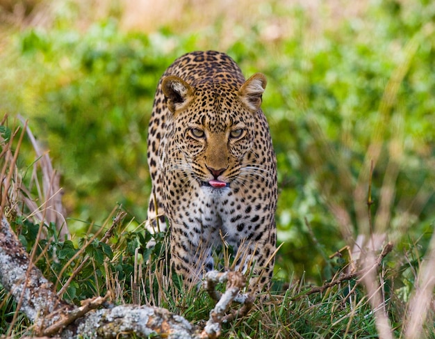 Leopard versteckt sich im Gras. Nahaufnahme. Nationalpark. Kenia. Tansania. Maasai Mara. Serengeti.