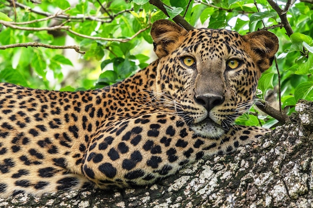 Leopard wildes Tier, das auf dem Baum im Dschungel, Yala Nationalpark, Sri Lanka legt.