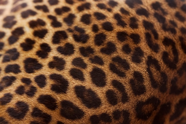 Foto leopard