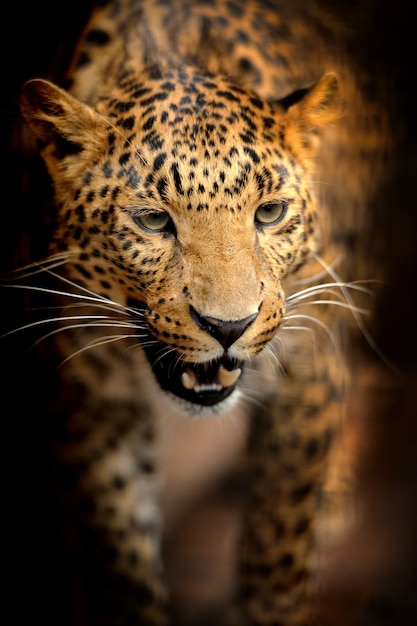 Leopard