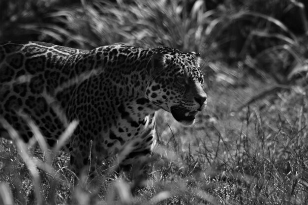 Foto leoparden, die auf dem feld spazieren gehen