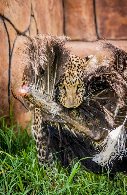 Leoparden fressen einen toten Vogel auf dem Feld