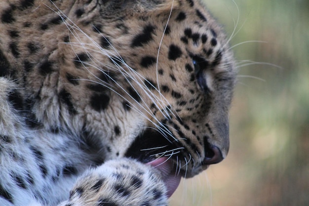 Foto leoparden in der wildnis